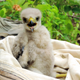 A Ridgway’s hawk nestling sitting in a cotton bag during insecticide treatment